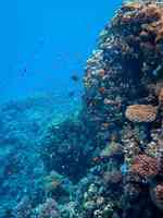 海底珊瑚群鱼4K电脑壁纸