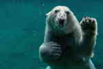水中拍摄北极熊8K桌面壁纸