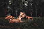 三只森林狮子8K壁纸照片