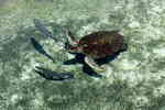 海底乌龟8K超清壁纸