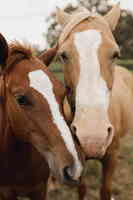 两匹马相亲相爱4K高清壁纸图片