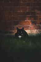 宠物纯黑猫品种2K摄影图片