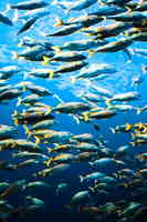 冷水观赏鱼群8K高清图片