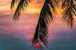 日出时太阳被椰子树覆盖超清图片