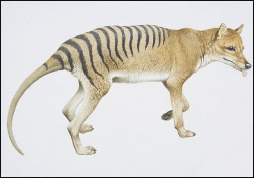 十大灭绝恐怖动物名单 十种已灭绝的可怕古生物