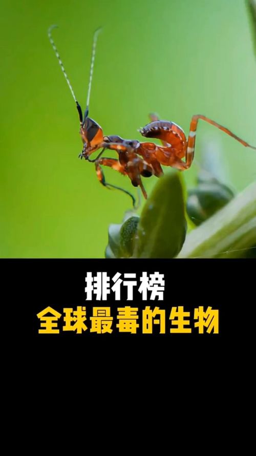 世界上最毒的昆虫排名 世界上最毒的十大昆虫