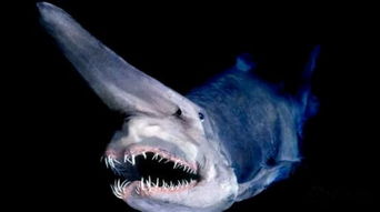 十大恐怖深海动物图片 真实拍到的10大巨型不明生物