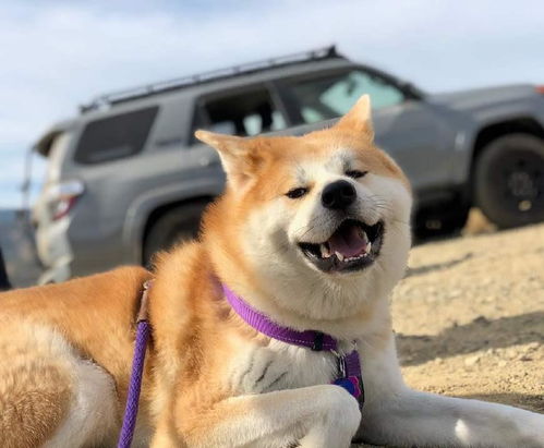 美国秋田犬战斗力怎么样 秋田犬VS德牧哪个战斗力强一点