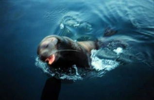 海洋十大危险动物排名 海洋最危险的生物