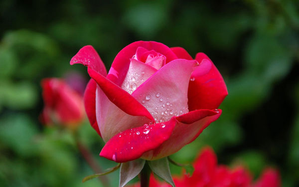 绚烂多彩的玫瑰花令人心旷神怡精美壁纸