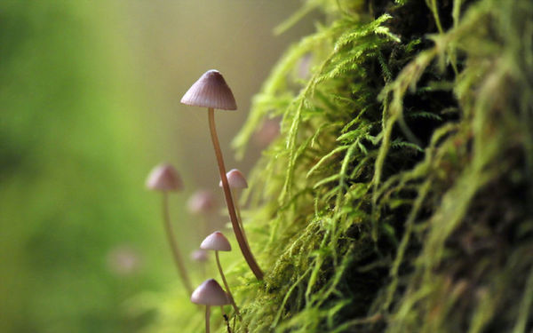 太行山上野生的小蘑菇微距摄影图片