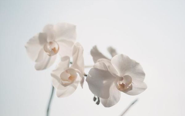 仙湖植物园里淡雅的白色小花朵微距高清图片