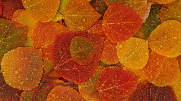 色彩缤纷的暖色调叶子高清壁纸