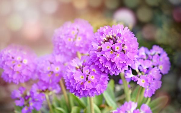 淡蓝紫色的报春花绽放绚丽色彩美图