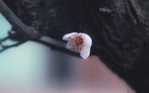春雨过后枝干上的鲜花沾满雨珠唯美图片