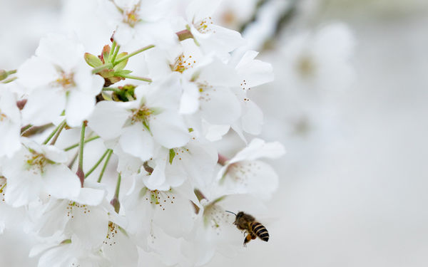 花团锦簇的白色樱花招蜂引蝶图片