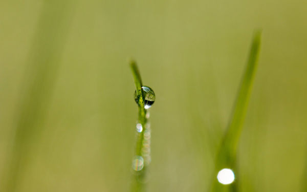 晶莹剔透的圆润露珠流淌绿叶瞬间摄影