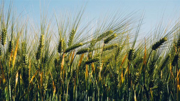 稻田里颗粒饱满的麦穗一片丰收景象美图