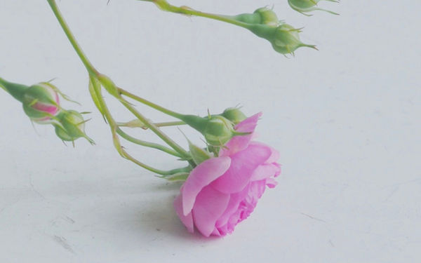 绝美的粉色蔷薇花微距摄影迷人图片