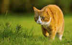 严谨可爱的大黄猫漫步草坪瞬间抓拍图片