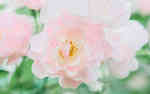 广州华南植物园白色花朵盛开超清壁纸