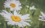 白色花瓣夹着黄色花蕾的雏菊迷人美景图片