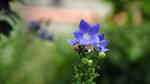 花形美丽蓝紫色的桔梗花微距摄影作品欣赏
